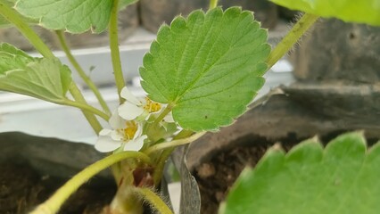 Fototapeta premium Close-up of two white strawberry blossoms growing on a plant.