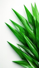 Fototapeta premium bunch green grass on white background