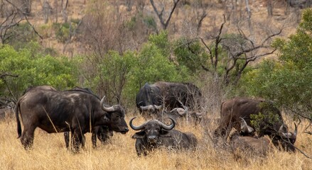 Fototapeta premium A small herd of Cape buffalo graze in the Kruger National Park in South Africa