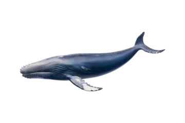 A whale jumps from the water, splashing water. Suitable for marine conservation, marine life education, holiday promotions, and wildlife documentaries