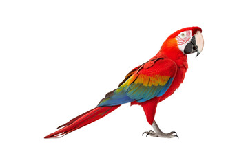 Fototapeta premium Scarlet macaw posing on a white backdrop is perfect for tropical-themed designs, birdwatching articles, wildlife conservation campaigns, or vibrant nature concepts