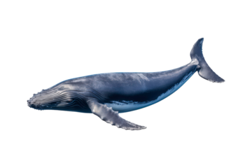 A whale jumps from the water, splashing water. Suitable for marine conservation, marine life education, holiday promotions, and wildlife documentaries