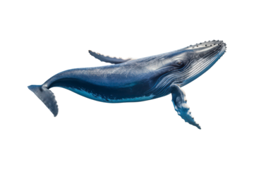 A whale jumps from the water, splashing water. Suitable for marine conservation, marine life education, holiday promotions, and wildlife documentaries