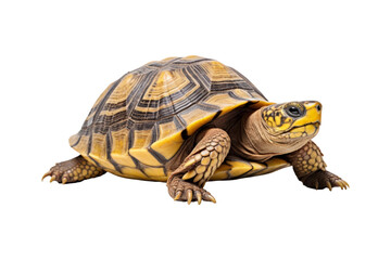 Obraz premium close up of a turtle, appropriate for use in publications on nature, education, and pet care