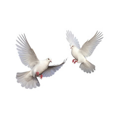 Fototapeta premium Two white doves flying gracefully, wings outstretched. Suitable for peace, freedom, love, or nature related projects needing a serene touch