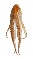 Fototapeta premium Grilled Squid Delight - Succulent Seafood Dish with Grill Marks on White Background