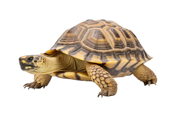 close up of a turtle, appropriate for use in publications on nature, education, and pet care