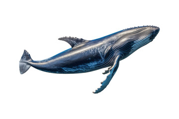 Fototapeta premium A whale jumps from the water, splashing water. Suitable for marine conservation, marine life education, holiday promotions, and wildlife documentaries