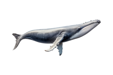 A whale jumps from the water, splashing water. Suitable for marine conservation, marine life education, holiday promotions, and wildlife documentaries