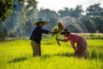 The Asian female farmers working in rice fields during the rainy season.