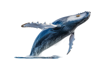 A whale jumps from the water, splashing water. Suitable for marine conservation, marine life education, holiday promotions, and wildlife documentaries