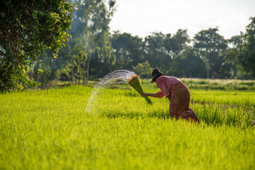 The Asian female farmers working in rice fields during the rainy season.