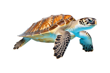 close up of a sea turtle on a white backdrop. Ideal for instructional materials on environmental issues, conservation, and marine life