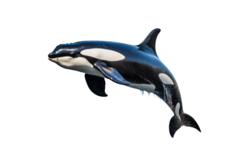 Black and white orca jumping out of water. Suitable for marine life websites, wildlife blogs, ocean themed designs, environmental posters, education materials