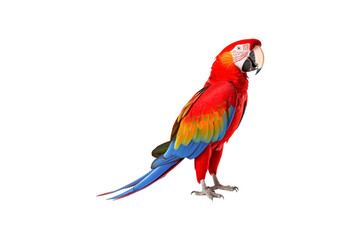 Fototapeta premium Scarlet macaw posing on a white backdrop is perfect for tropical-themed designs, birdwatching articles, wildlife conservation campaigns, or vibrant nature concepts