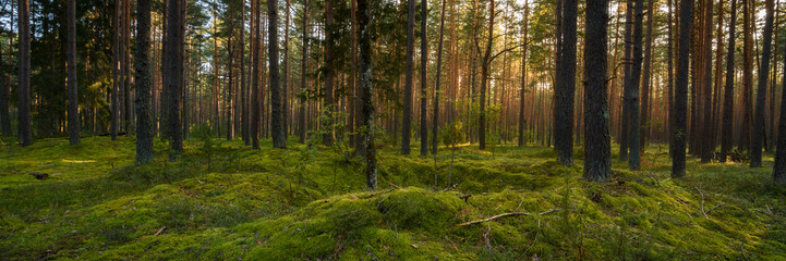 old pine forest with lush green moss on large hummocks and warm evening sun behind the trees. beautiful widescreen view. picturesque summer landscape