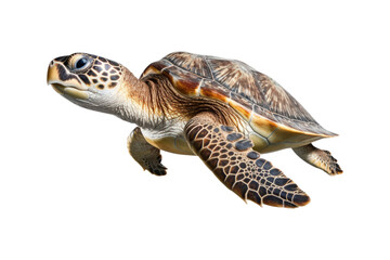 close up of a sea turtle on a white backdrop. Ideal for instructional materials on environmental issues, conservation, and marine life