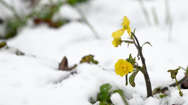 yellow flower in snow