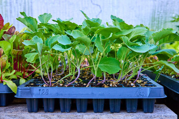 Young Vegetable Seedlings in Black Tray Close-Up