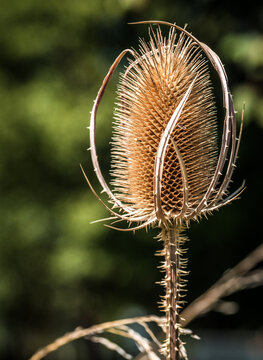 Distel