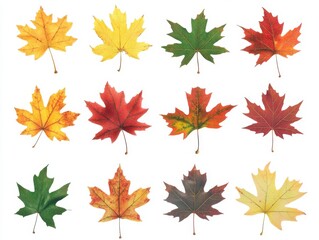 Fototapeta premium An autumn leaf collection with different colors isolated on a white background for wallpaper or a design