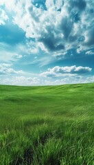 Fototapeta premium field with grass and blue sky