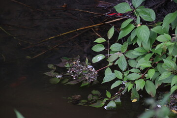 leaves in water