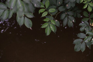 leaves over water