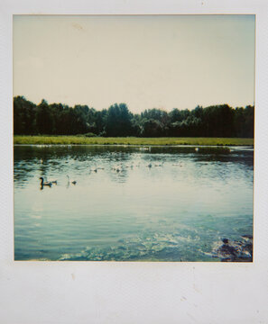 Ducks Swimming in a Pond