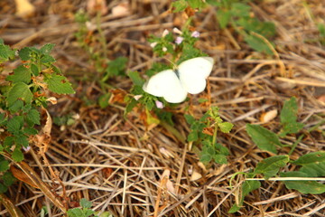 A white flower on the ground
