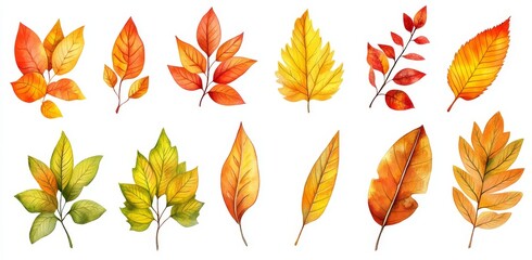 An illustration of a colorful autumn tree leaf collection isolated on a white background.