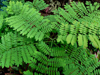 fern leaf background
