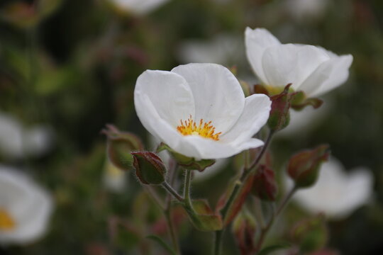 white flower close up 