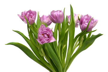 Bouquet of  purple tulips