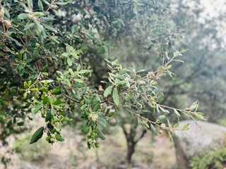 Holm oak branch with acorn fruits growing.
