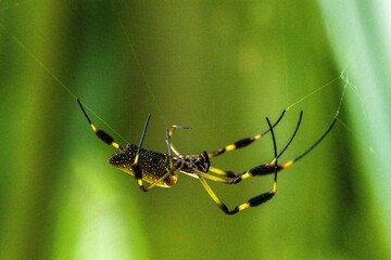 Spider on a web