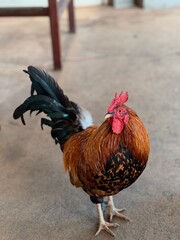 Maui Rooster