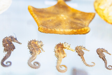 Seahorse specimens displayed in a museum exhibit highlight diverse marine life and their unique adaptations