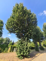 schöne Baumkronen am Strassenrand mit strahlend blauem Himmel im Hochsommer in Eichwalde,...