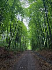 Path in the Forest