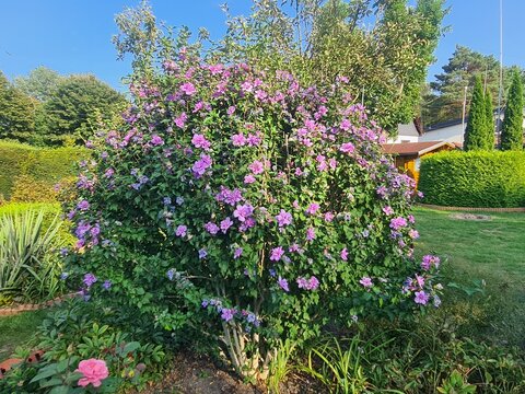 wundersch&ouml;ne Blumen in Schulzendorf, Brandenburg