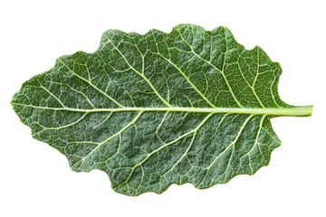 A vibrant green leaf showcasing intricate veins and texture, perfect for natural and organic themed compositions.