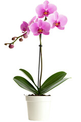 A beautiful pink orchid in a white pot, perfect for home decor or floral arrangements, bringing elegance and tranquility to any space.