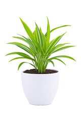 A vibrant green potted plant in a clean white pot, perfect for enhancing indoor spaces and bringing a touch of nature indoors.