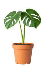 A vibrant indoor plant with large, split leaves in a terracotta pot, adding a touch of greenery to any space.