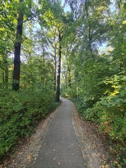 Fototapeta premium ein Naturpfad in Eichwalde, Brandenburg