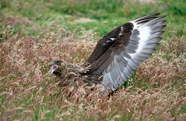Obraz premium Grand Labbe, .Stercorarius skua, Great Skua