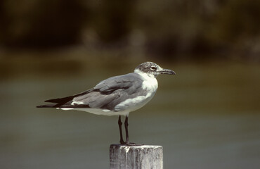 Goéland de Hemprich,.Ichthyaetus hemprichii , Sooty Gull