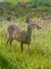 Deer in the Field