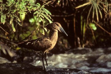 Ombrette africaine,. Scopus umbretta, Hamerkop